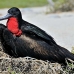 frigatebird_magnificent_nsey_h_0075_ecu0271.jpg